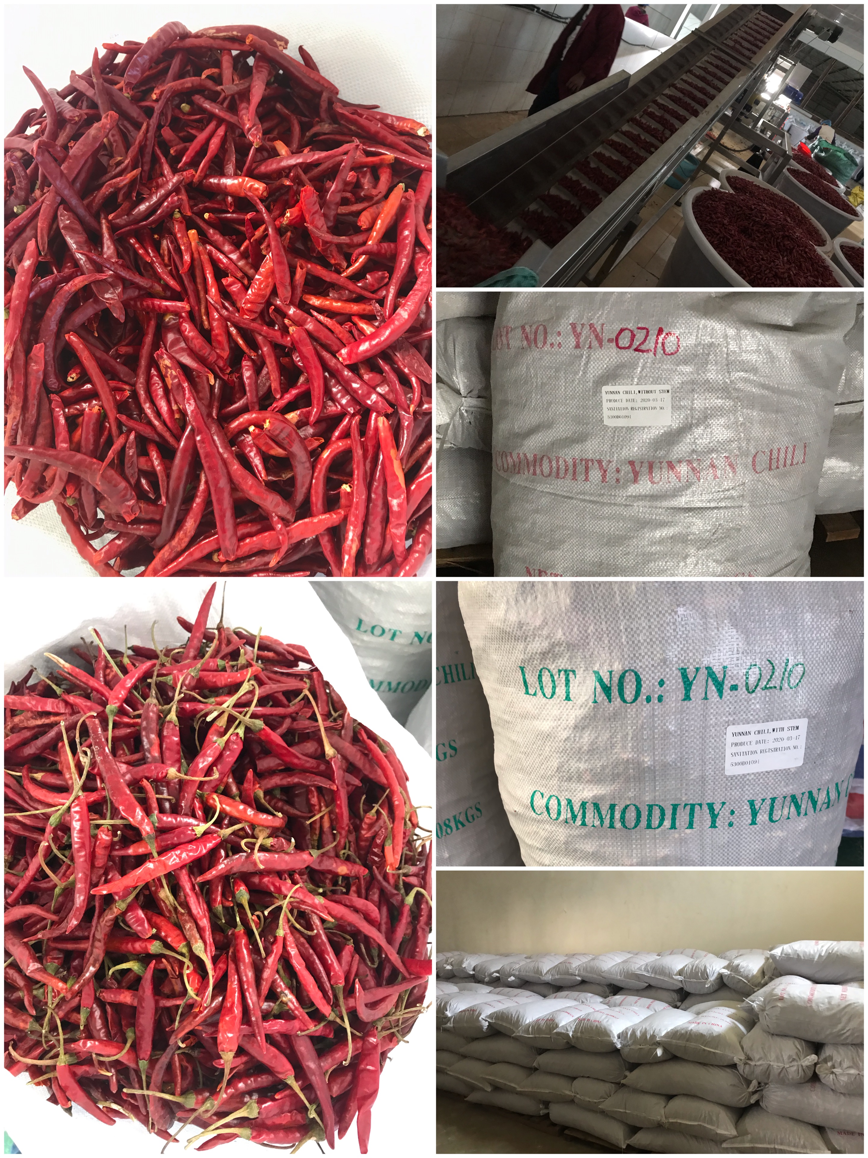crop 2019 Yunnan chili in processing